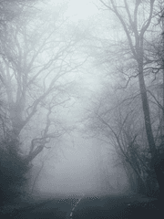 고요한 안개 너머로