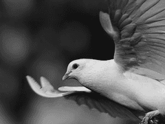 Slytherin || Charlie G. Regret || 16 || M || 혼혈