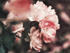 슬리데린 / 슈랑 D. 프림 / 15 / XX / 순혈