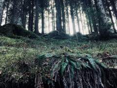 🎊 HAPPY ANNIVERSARY DUSKWOOD 🎊