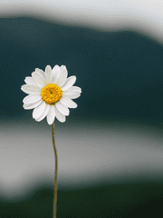 데이지의 꽃소리