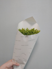 버드나무의 이야기