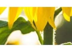 알라딘 카 카페