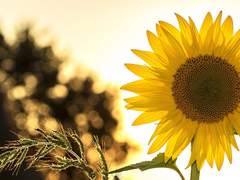 붉게 빛나는 태양을 바라보는,