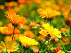 (닌자고) 당신의 손을 잡는 이 시간