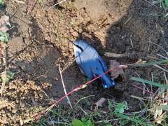 작은 새 한 마리의 죽음