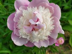 [시화노을] 약혼