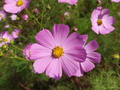 [시화노을] 데이트