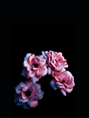 [데못죽 패러디] 쌍둥이 수난시대 외전