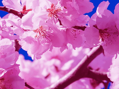 마에지마 츠보미