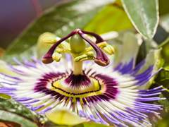 V가 사는 신기루