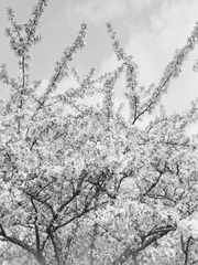 겨울이 지나면 봄이 올 거야