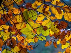 [희신강징] 추풍낙엽