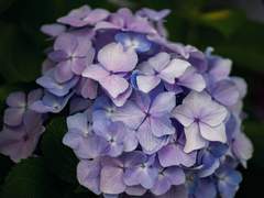 2021년 초여름, 수국.