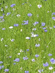 팬아트] 왕샤오 * 진정령 * 마도조사