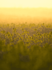 페이 H. 데이라이트