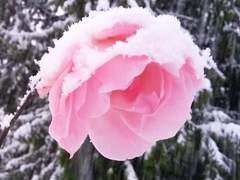 어느 겨울, 분홍장미