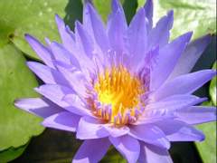 연방논쟁 / 남희신은 파도타기를 배우고 싶다