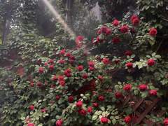 상점 및 룰렛 + 프사 커미션