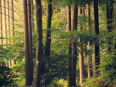 19 sss급 센티넬 해리 에드워드 스타일스. 사살 허가.