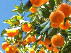 오렌지 시트러스 로맨스