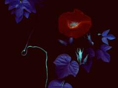 당신을 사랑하지 않겠습니다.