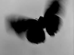 未成年 모음集 (1)