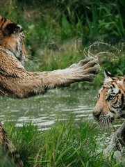 [히로아카] 왜물 들어간 한국 호랑이가 살아남는 10가지 방법 