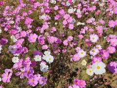 가을에 이유가 있나요? 이유 없이 좋죠.