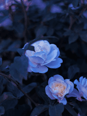 파도와 별의 아이