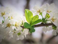 [검은태양][지혁제이]Spirea