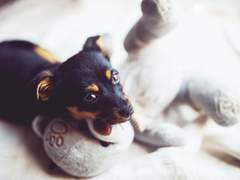 짖는 게 아니라, 말하고 있다고!