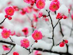 설중매화(雪中梅花)