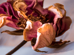 Isabelle Hurst Floyd