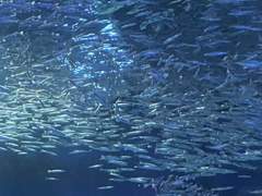 욕심을 참치 마요