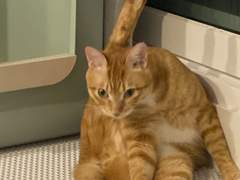 6시 내고양을 시작하며…