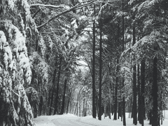 [종말의 세라프] 내 품 안의 나비