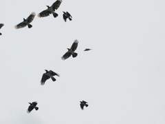 로그 5_아스타로트 이능력 공격 [3/10]