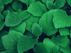 [케시에이] Lover