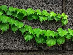 단 하나의 녹차 티백