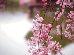 매화는 피고 지니