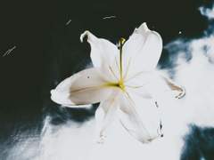 (에슾마들) 흰 꽃