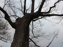 다미에 슈아 마로니에 / 슬리데린 / 순혈