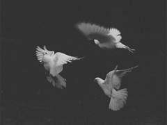 일방향(一方向)