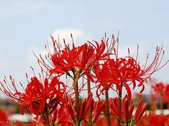 [은성수현] 상사화(相思花) 上