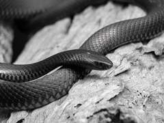 벨리타 마담. / 19세