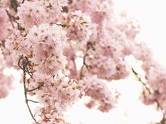 [은성수현] Cherry blossom🌸, Love blossom