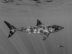 양기훈의 나혼자산다, 걍 양기훈 혼자 집에 있을 때는 뭐하고 있을까 그런 뻘글