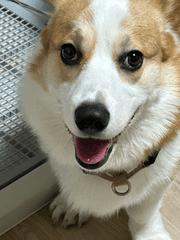 DCMK 굿즈 도안 모음