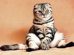 남녀간 키차이는 어느정도가 좋을까요?